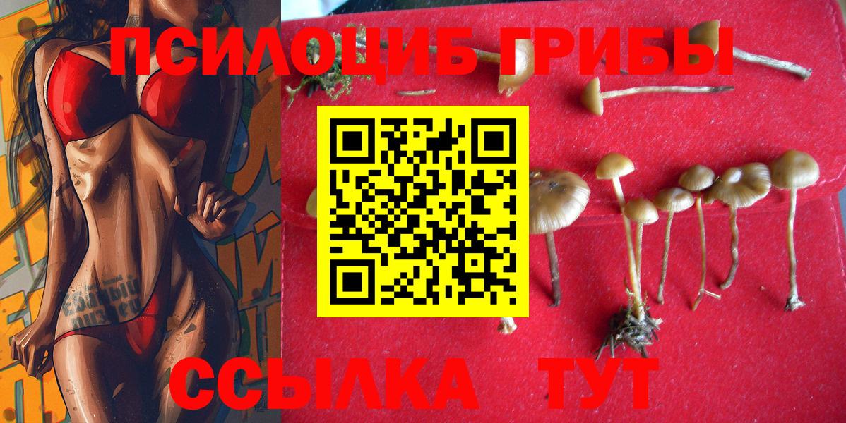 Псилоцибиновые грибы Psilocybine cubensis Архангельск